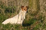 JACK RUSSEL 330